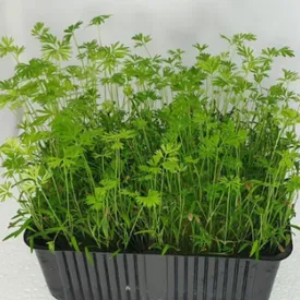 Микрозелень моркови XXL